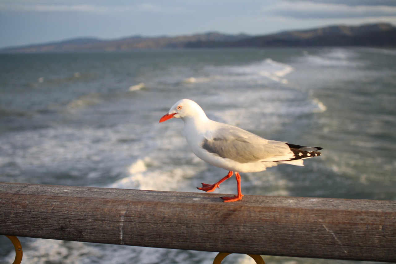 Seagull, bridge, ocean — Building Patience in Poker