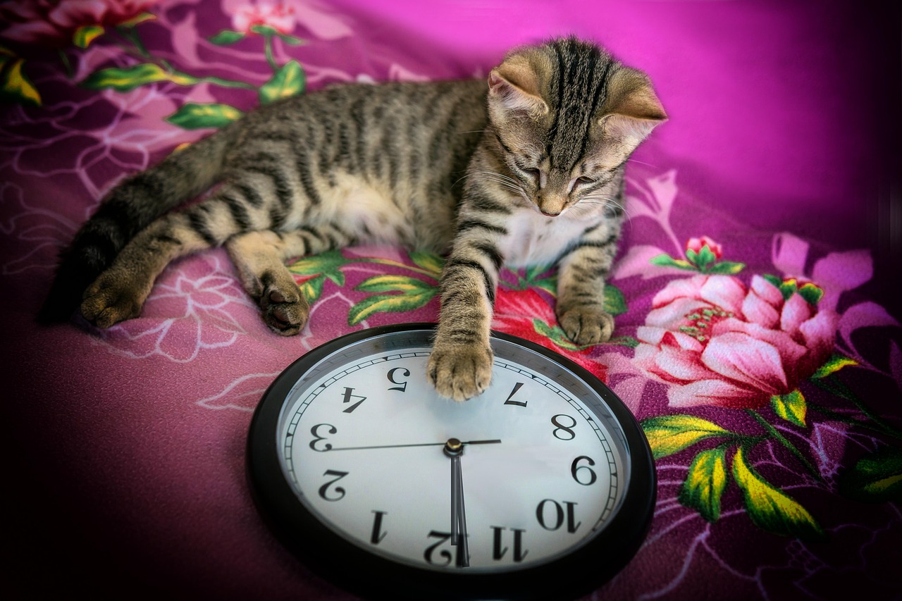 Sylvester, clock, animal — What Makes OK Win Different from Color Prediction Apps